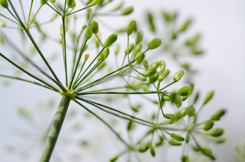 Herbs and Vegetables