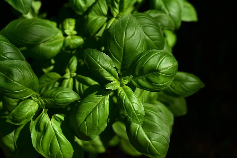 Herbs