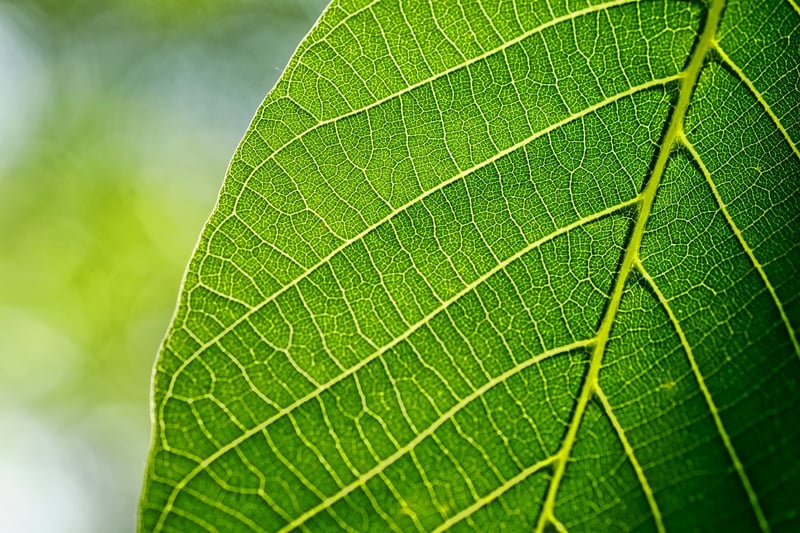 Vertical Gardening Image